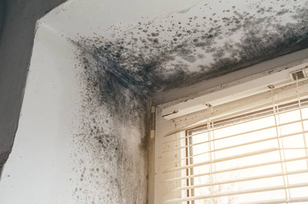 Affordable Mold Remediation solutions in Pineville, NC